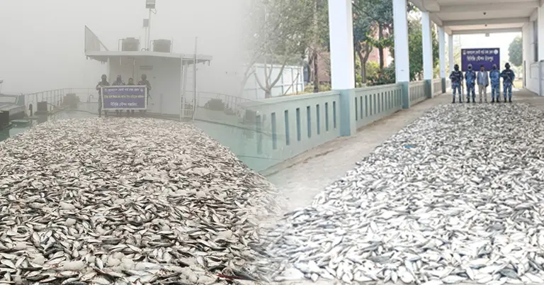 জব্দ জাটকা মাছ